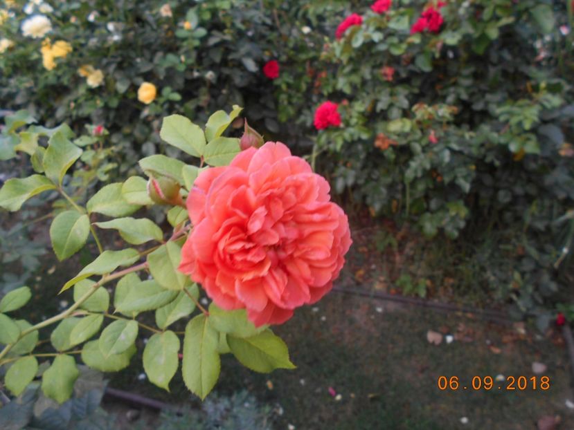  - 3Trandafiri 2018