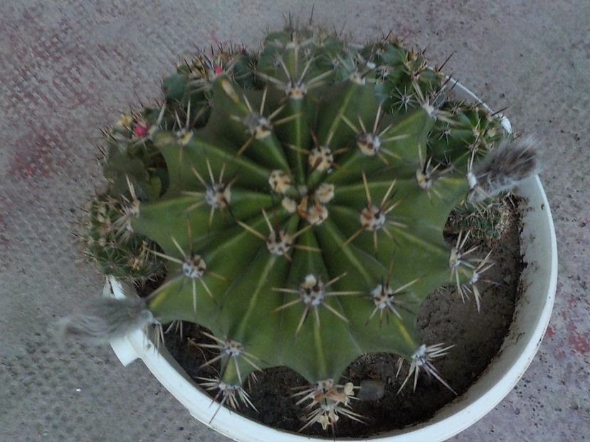  - CACTUSI si SUCULENTE