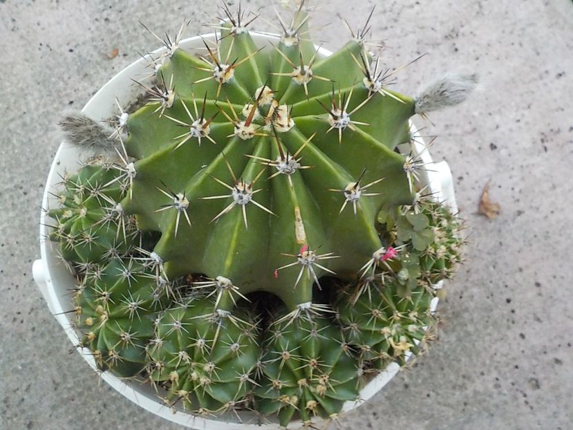  - CACTUSI si SUCULENTE