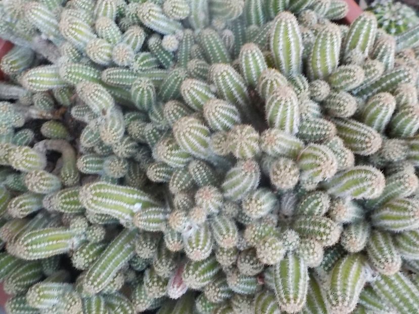  - CACTUSI si SUCULENTE