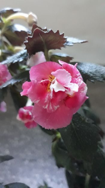 2018 - 0001 2022 - Aurika Ashcroft