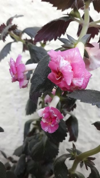  - 0001 2022 - Aurika Ashcroft