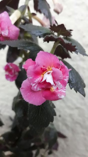  - 0001 2022 - Aurika Ashcroft