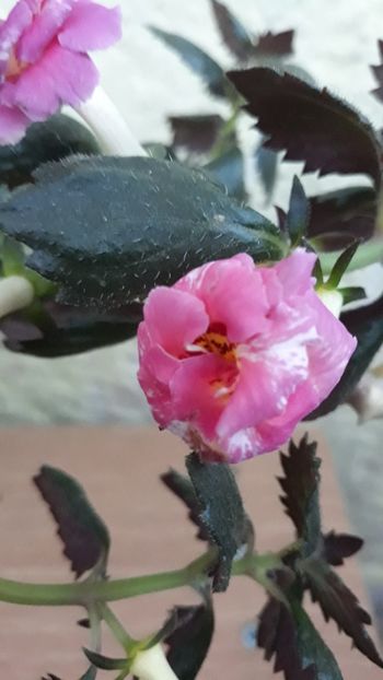  - 0001 2022 - Aurika Ashcroft