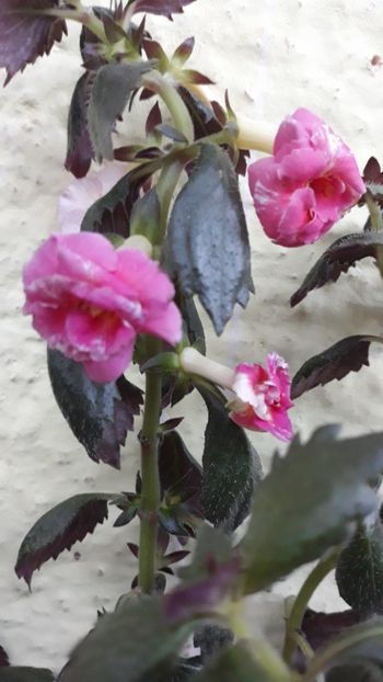  - 0001 2022 - Aurika Ashcroft