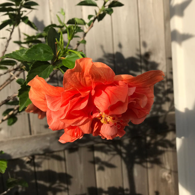  - 2018 Jurnalul gradinii