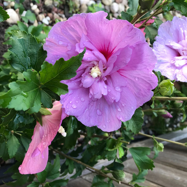  - 2018 Jurnalul gradinii