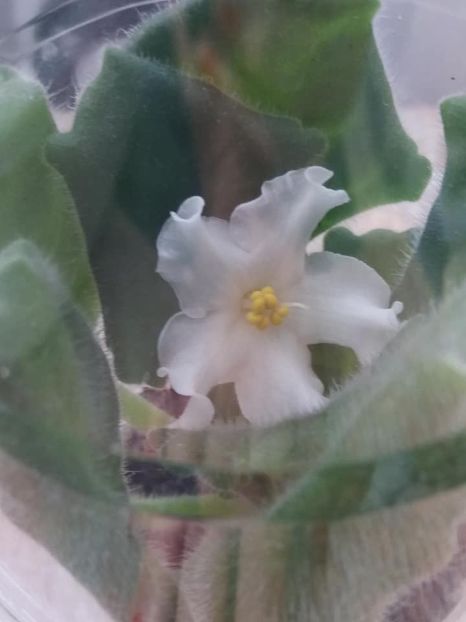 30 aug - Golden Autumn