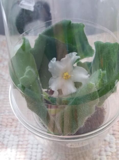 30 aug - Golden Autumn