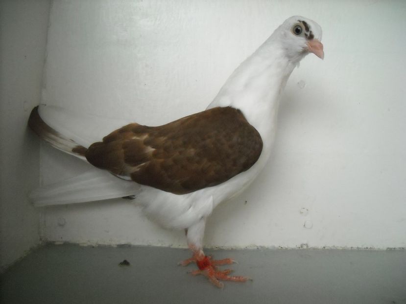  - PORUMBEI CARE MI AU APARTINUT