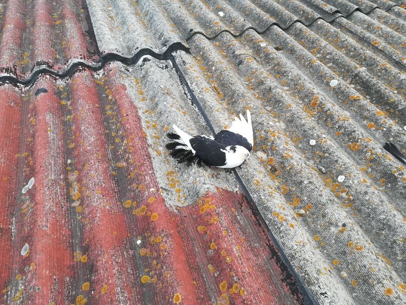  - asa patesc cazatorii