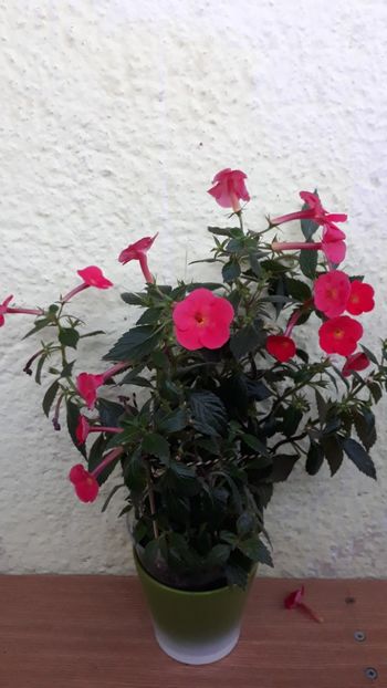  - R19 - Orange Delight