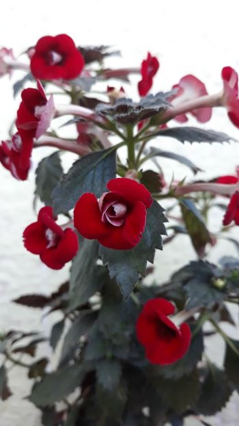 2018 - 1 2020 - Petite Fadette