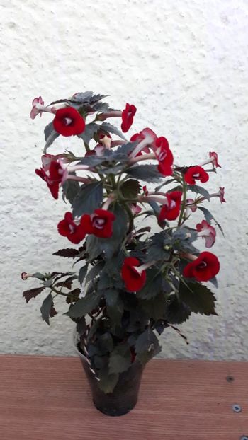  - 1 2020 - Petite Fadette