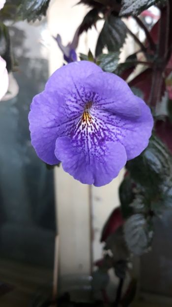  - P18 Serge s Joy 2018 - pierdut