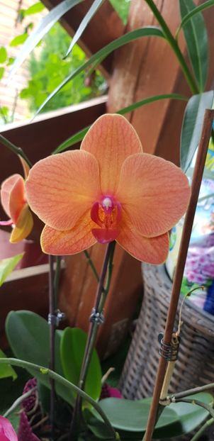 Surf Song sau Phalaenopsis Golden Brick - Orhideele mele 2018