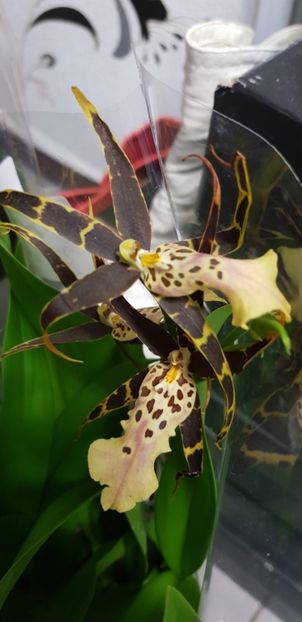 Brassia Shelob Tolkien - Orhideele mele 2018
