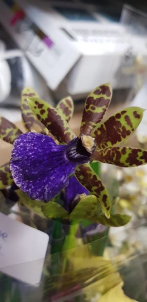 Zigopetalum Trozy Blue - Orhideele mele 2018