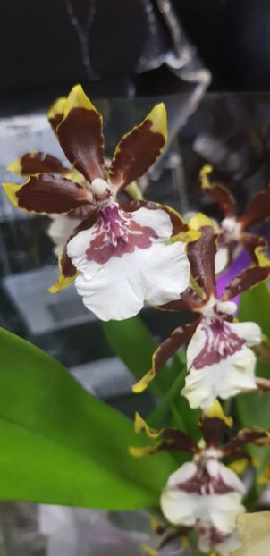 Colmanara Jungle Monarch - Orhideele mele 2018