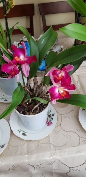 Cattleya bicolora - Orhideele mele 2018