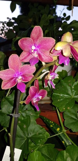 Purple - Orhideele mele 2018
