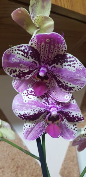 Frontera sau Phal.black tea x phal.golden star. - Orhideele mele 2018