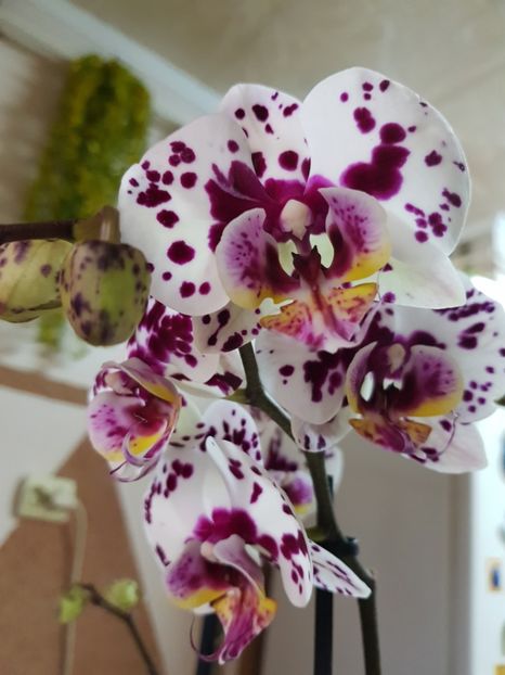 Bicolora Harlequin - Orhideele mele 2018