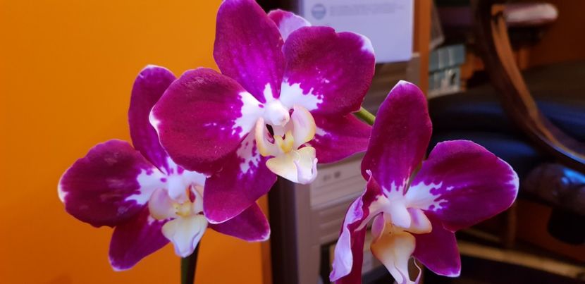 Phalaenopsis Joy Angel Dtps - Orhideele mele 2018