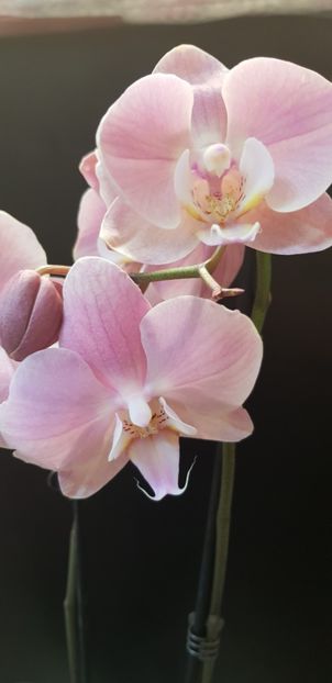 Phalaenopsis Rome - Orhideele mele 2018