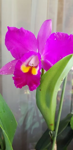 Cattleya ciclam - Orhideele mele 2018