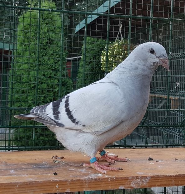 M-2018-4146 - 0-VRdF-TINERET-2018