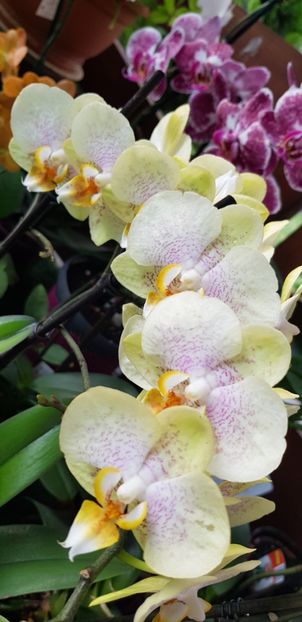 Yellow Spot - Orhideele mele 2018