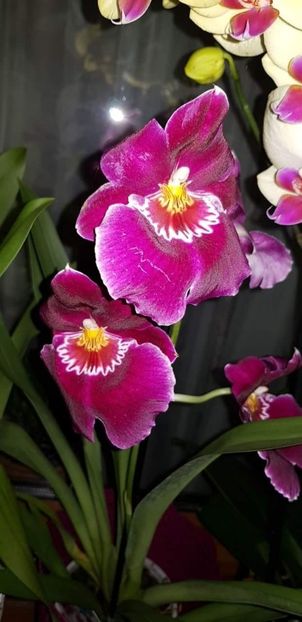 Miltoniopsis Newton Falls - Orhideele mele 2018