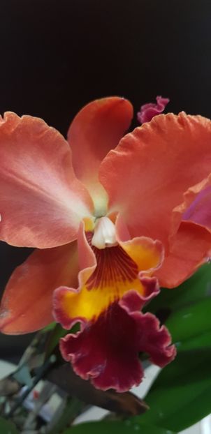 Cattleya portocalie - Orhideele mele 2018