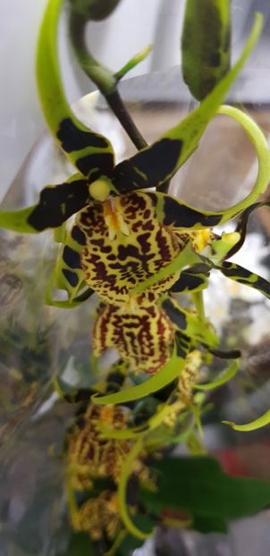 Brassia Mystic Maze sau Banfieldara Gilded Tower - Orhideele mele 2018