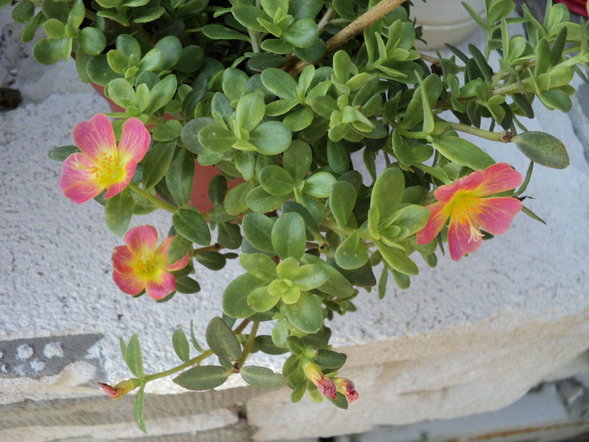 poze 2015 006 - Portulaca umbraticola