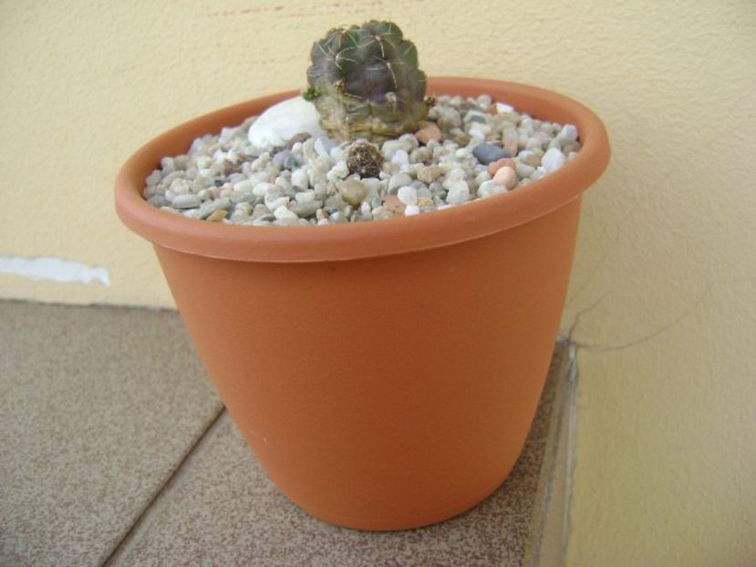 Gymnocalycium andreae - Cactusi 2018 Gymnocalycium