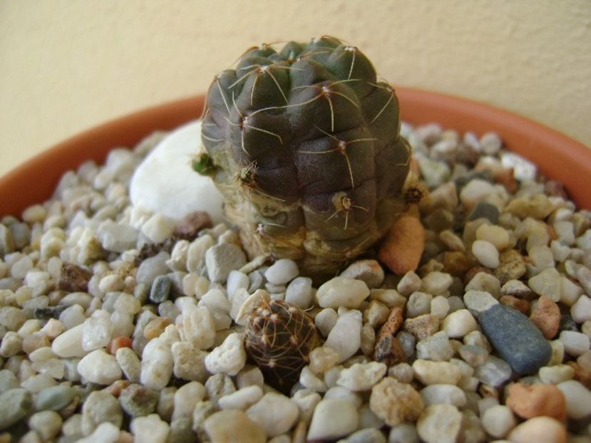 Gymnocalycium andreae - Cactusi 2018 Gymnocalycium