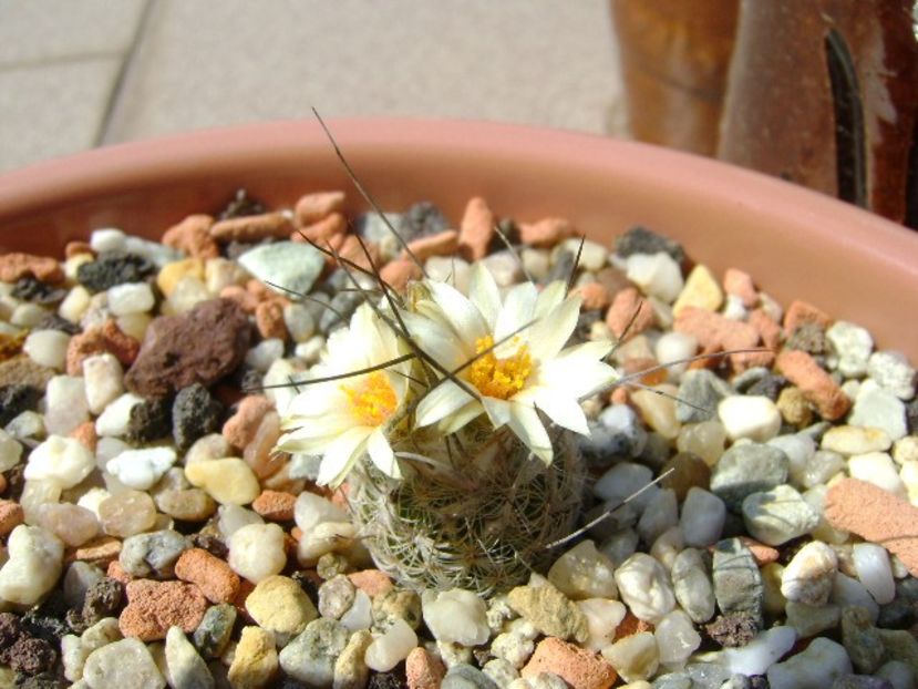 Turbinicarpus krainzianus v. lausseri - Cactusi 2018 continuare