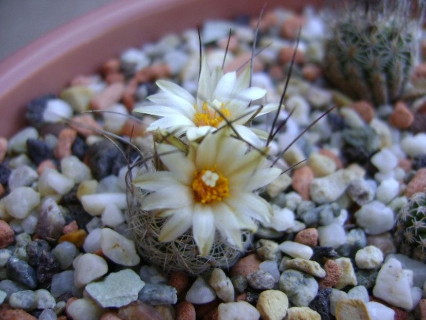 Turbinicarpus krainzianus v. lausseri - Cactusi 2018 continuare