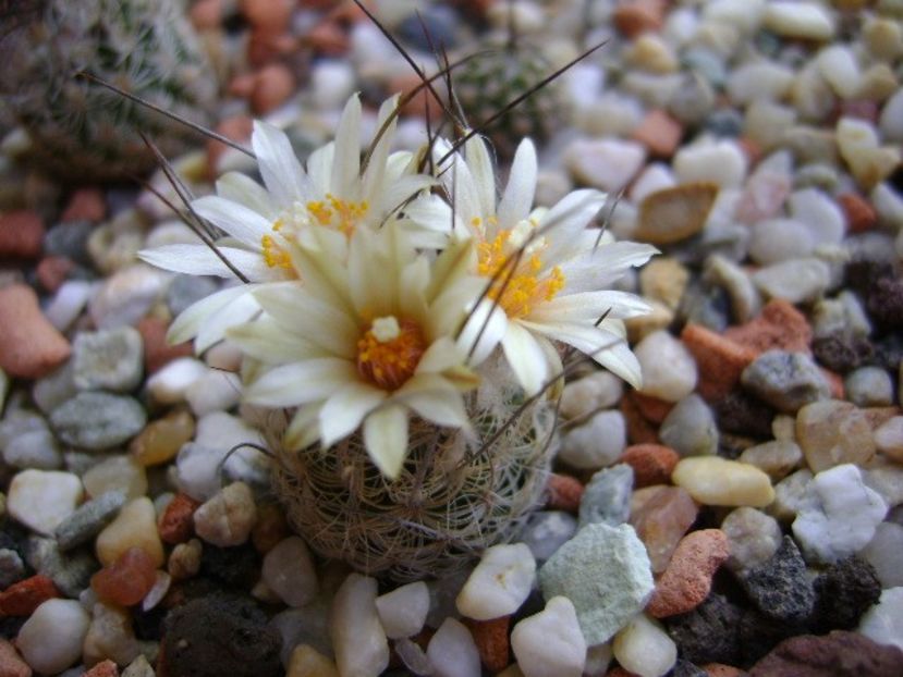 Turbinicarpus krainzianus v. lausseri - Cactusi 2018 continuare