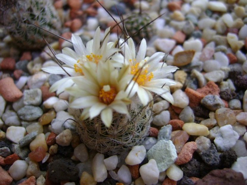 Turbinicarpus krainzianus v. lausseri - Cactusi 2018 continuare