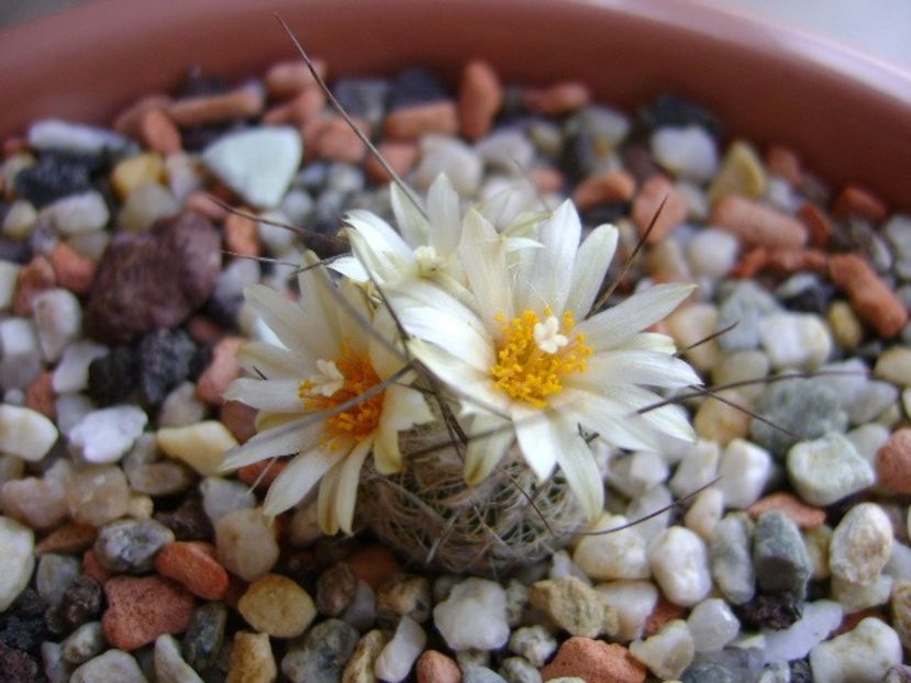Turbinicarpus krainzianus v. lausseri - Cactusi 2018 continuare