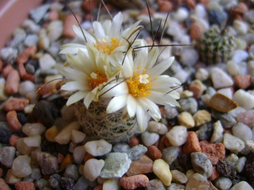 Turbinicarpus krainzianus v. lausseri - Cactusi 2018 continuare