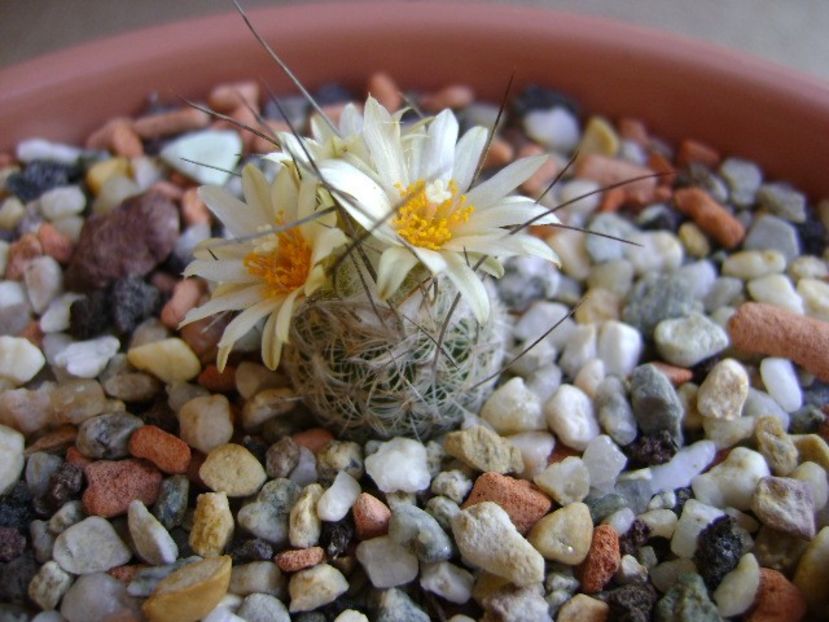 Turbinicarpus krainzianus v. lausseri - Cactusi 2018 continuare