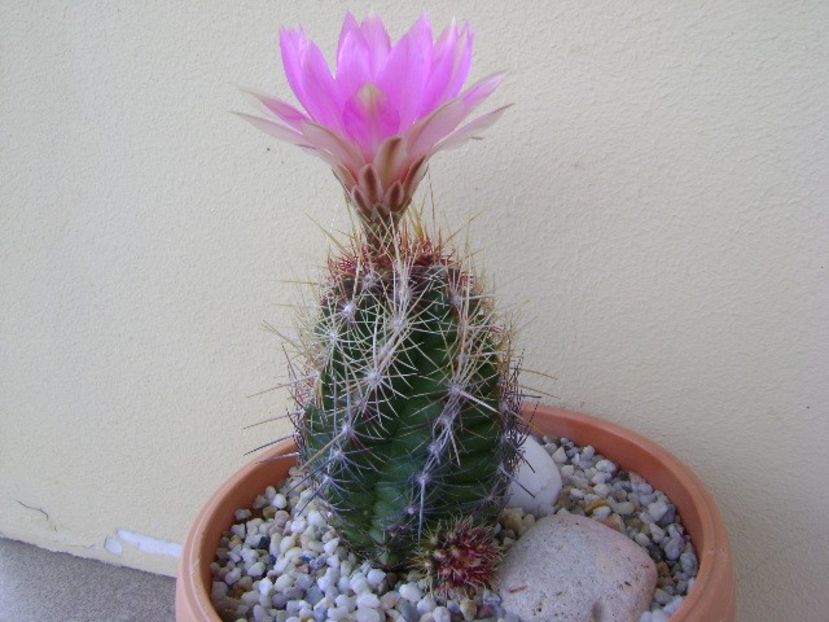 Thelocactus bicolor ssp. pottsii - Cactusi 2018 continuare