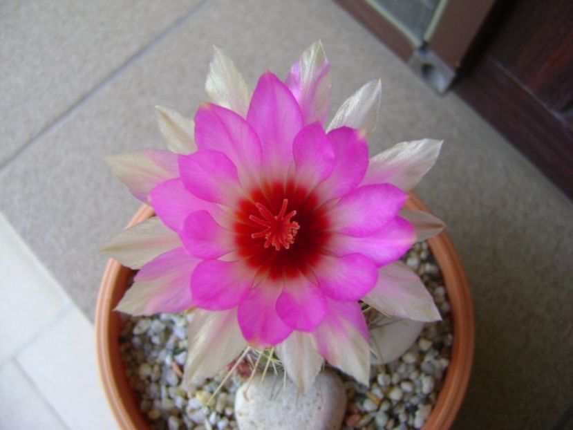Thelocactus bicolor ssp. pottsii - Cactusi 2018 continuare