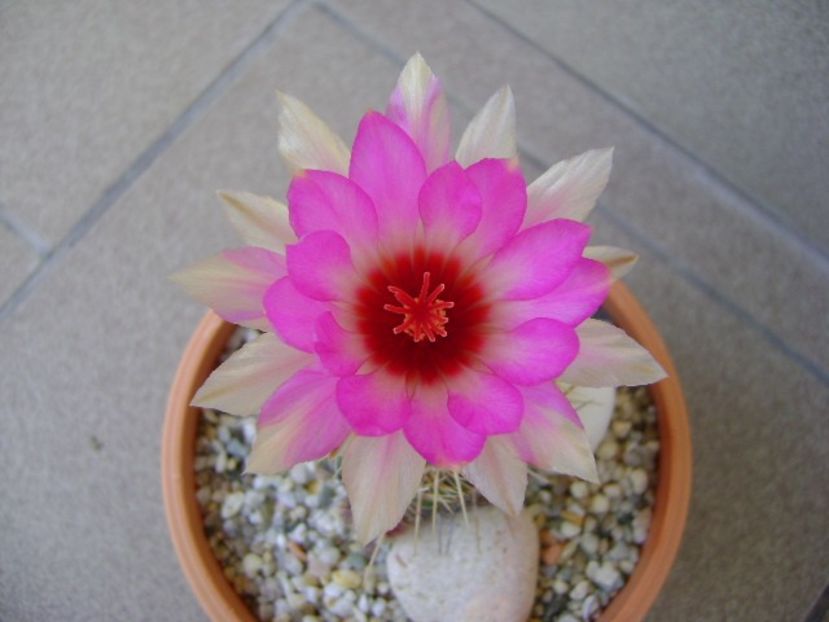 Thelocactus bicolor ssp. pottsii - Cactusi 2018 continuare