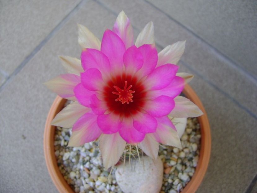 Thelocactus bicolor ssp. pottsii - Cactusi 2018 continuare