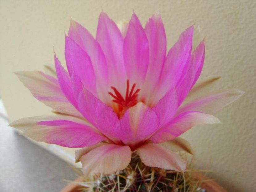Thelocactus bicolor ssp. pottsii - Cactusi 2018 continuare